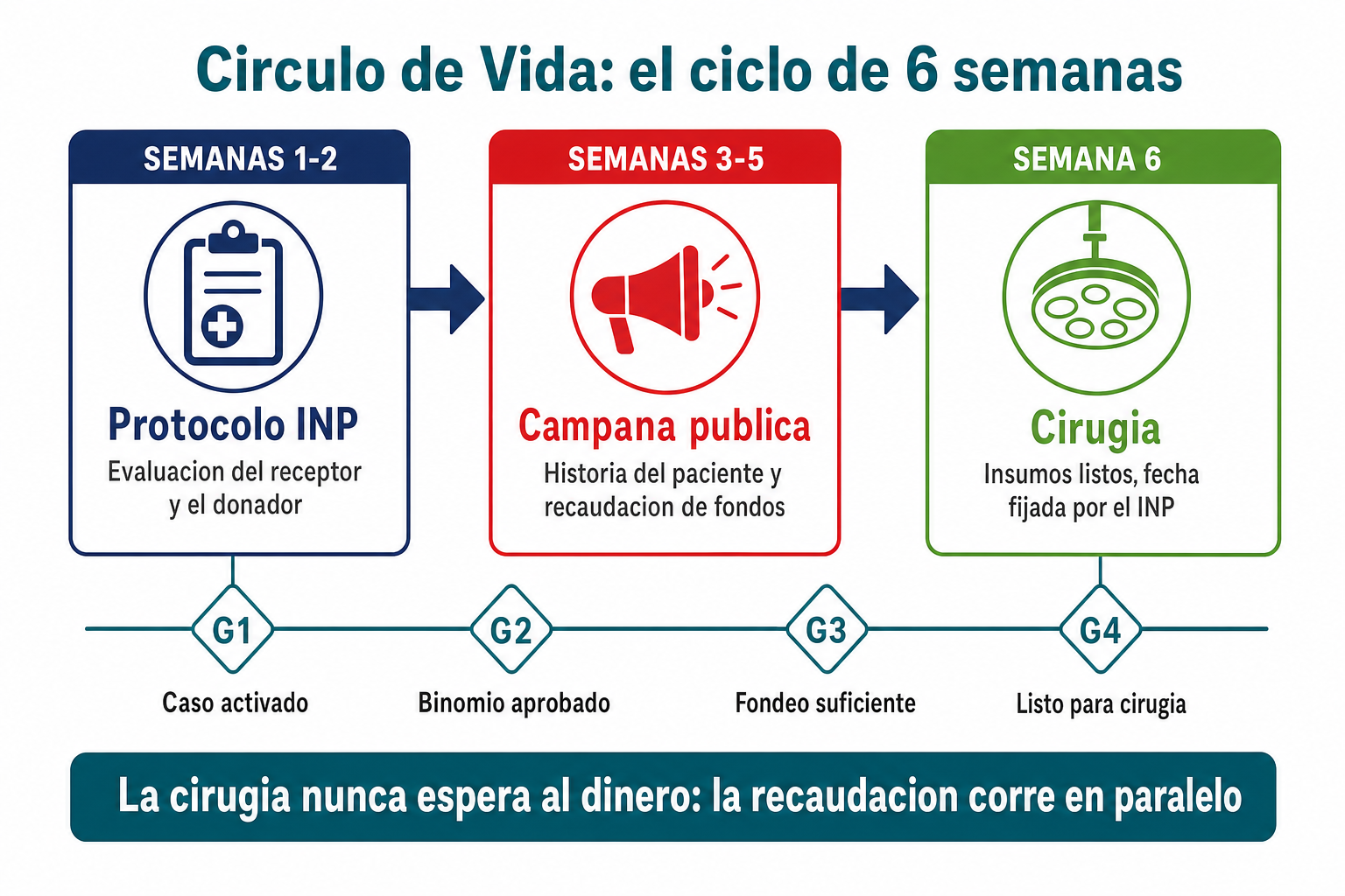 Infografía: el ciclo de 6 semanas del Círculo de Vida, con las 4 compuertas G1 a G4